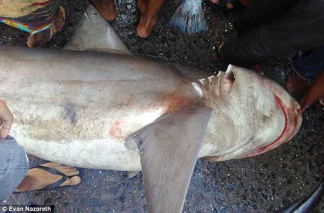 Cá mập &#34;tuyệt chủng&#34; bất ngờ được bán ở chợ Ấn Độ - 1