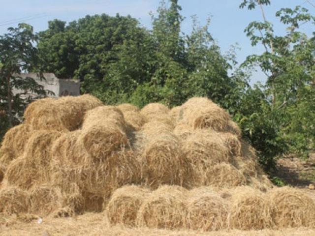 Thị trường - Tiêu dùng - Chuyện lạ có thật ở Ninh Thuận: Rơm rạ quý như... vàng!