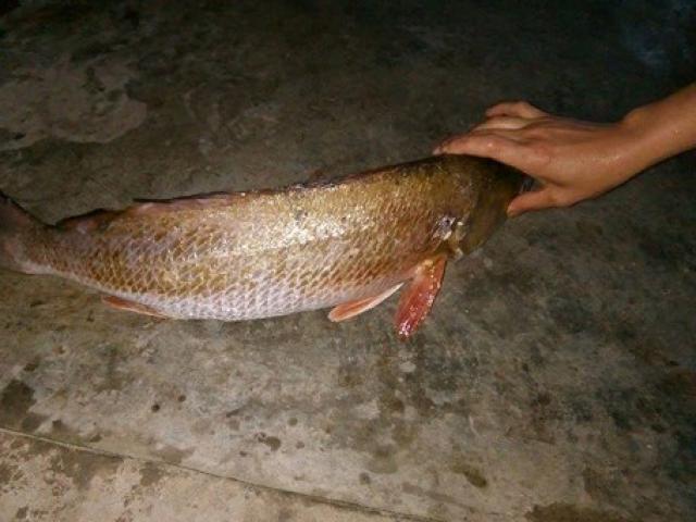 Tin tức trong ngày - Ngư dân bắt được cá vàng óng ánh, nghi cá sủ vàng tiền tỉ