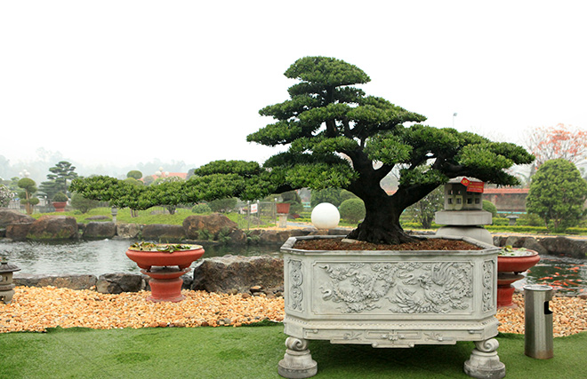 Khám phá vườn tùng đẳng cấp của đại gia Thái Nguyên - 2