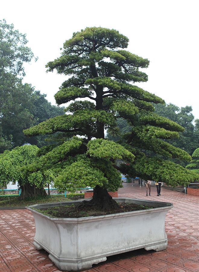 Khám phá vườn tùng đẳng cấp của đại gia Thái Nguyên - 6