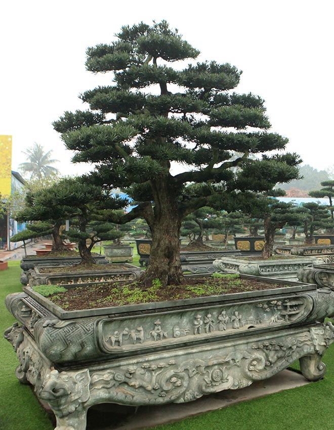 Khám phá vườn tùng đẳng cấp của đại gia Thái Nguyên - 15