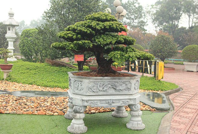 Khám phá vườn tùng đẳng cấp của đại gia Thái Nguyên - 12