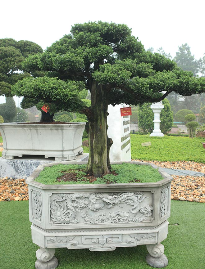 Khám phá vườn tùng đẳng cấp của đại gia Thái Nguyên - 14