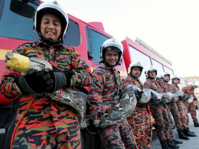 Thế giới - Malaysia: 8 lính cứu hỏa vật lộn với trăn khổng lồ dài 7m suốt một giờ