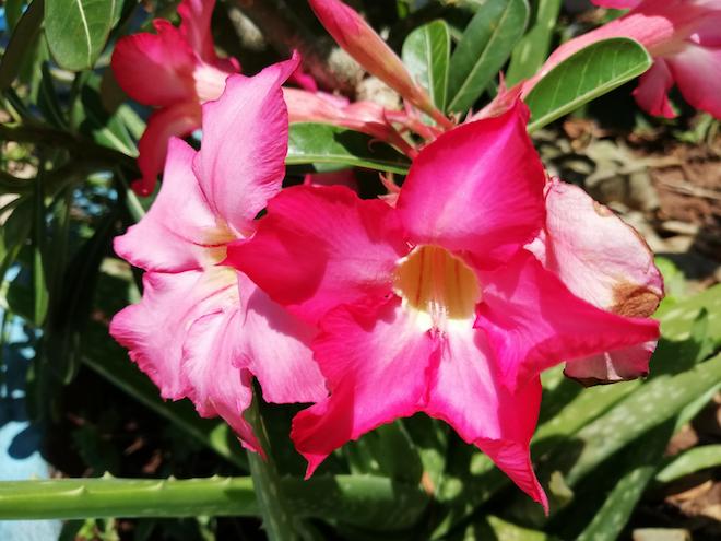 Trải nghiệm "mắt thần kép" trên "dế tai thỏ" rẻ nhất hiện nay - 6