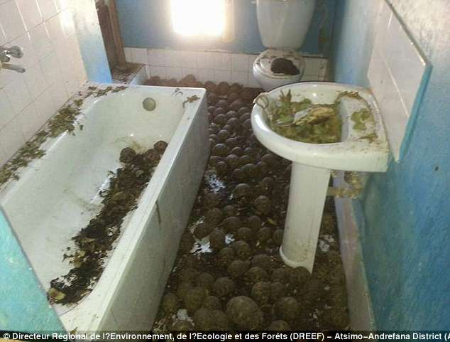 Vạn con rùa quý bị nhốt trong ngôi nhà hoang ở Madagascar - 2