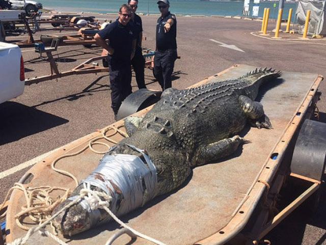 Thế giới - Úc: Bắt cá sấu khổng lồ dài 5 mét trồi lên từ dưới biển