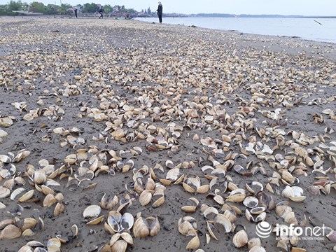 Thanh Hóa: Gần 100 tấn ngao bỗng dưng chết trắng bãi biển - 1