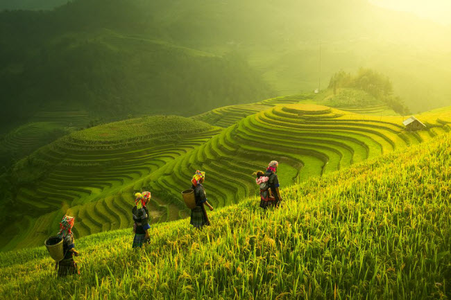 Mù Cang Chải, Việt Nam: Nằm tại vùng hẻo lánh của tỉnh Yên Bái, huyện Mù Cang Chải hấp dẫn du khách với những cánh đồng ruộng bậc thang đẹp như tranh vẽ.