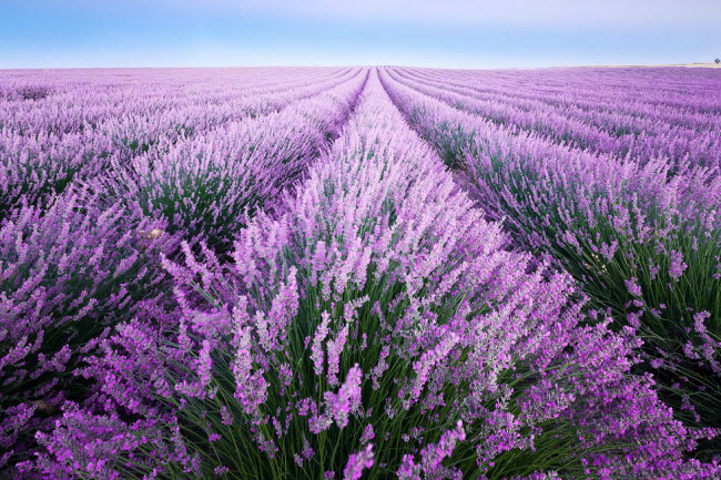 Valensole, Pháp: Vùng đất ở tỉnh Alpes-de-Haute-Provence nổi tiếng với những cánh đồng hoa oải hương dài ngút tầm mắt.