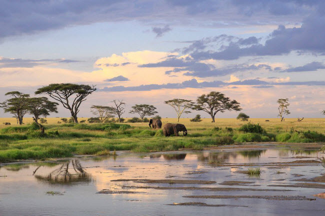 Vườn quốc gia Serengeti, Tanzania: Nơi đây nổi tiếng với các cuộc di cư hằng năm của linh dương đầu bò và ngựa vằn. Ngoài ra. Vườn quốc gia Serengeti còn có nhiều loại động vật quý hiểm khác.