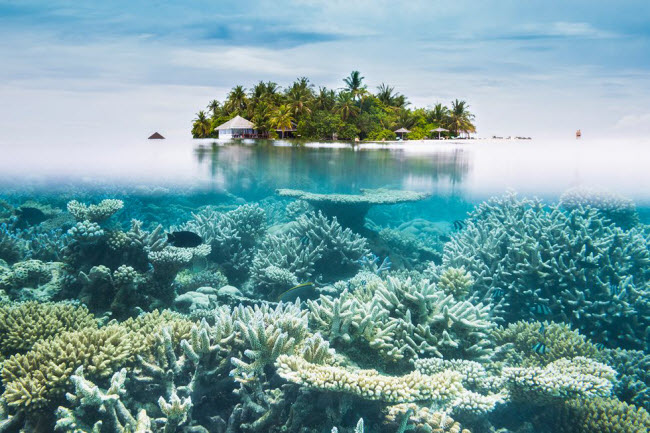 Maldives: Quốc gia nhiệt đới này nằm ở giữa Ấn Độ Dương, bao gồm chuỗi 26 hòn đảo nhỏ và hơn 1.000 rạn san hô.