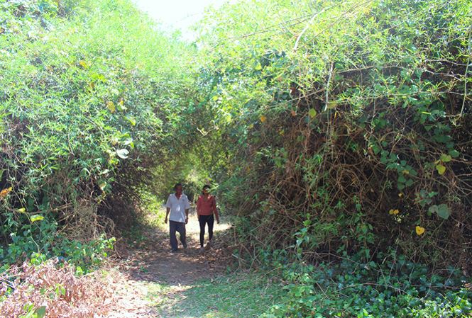 Huyền bí rừng mộ ché của người M’Nông (kỳ 2):Thám hiểm rừng thiêng - 1