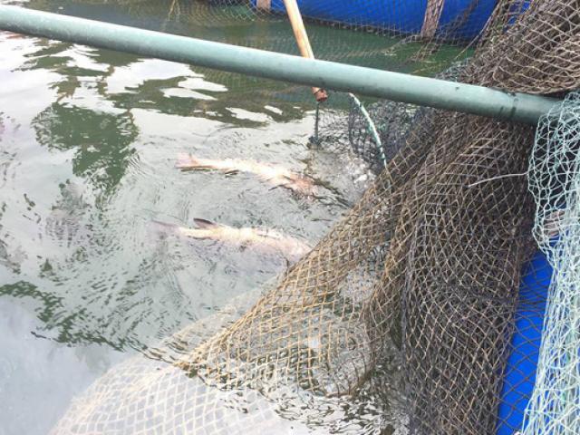 Tin tức trong ngày - Cá, mực trong bè nổi ở khu vực cảng Vũng Áng chết bất thường