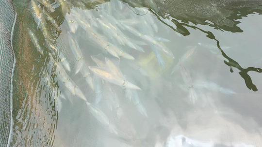 Cá, mực trong bè nổi ở khu vực cảng Vũng Áng chết bất thường - 1