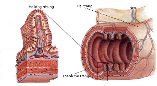 “Chìa khóa vàng” giúp cải thiện viêm đại tràng hiệu quả - 1