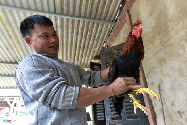 Nhân ngày giỗ Tổ, săn gà chín cựa nơi Đất Tổ giá 4 triệu đồng/con - 2