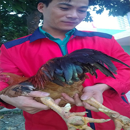 Nhân ngày giỗ Tổ, săn gà chín cựa nơi Đất Tổ giá 4 triệu đồng/con - 3