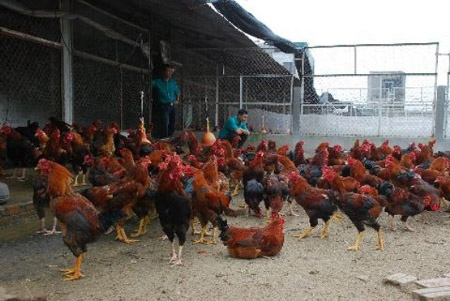 Nhân ngày giỗ Tổ, săn gà chín cựa nơi Đất Tổ giá 4 triệu đồng/con - 4