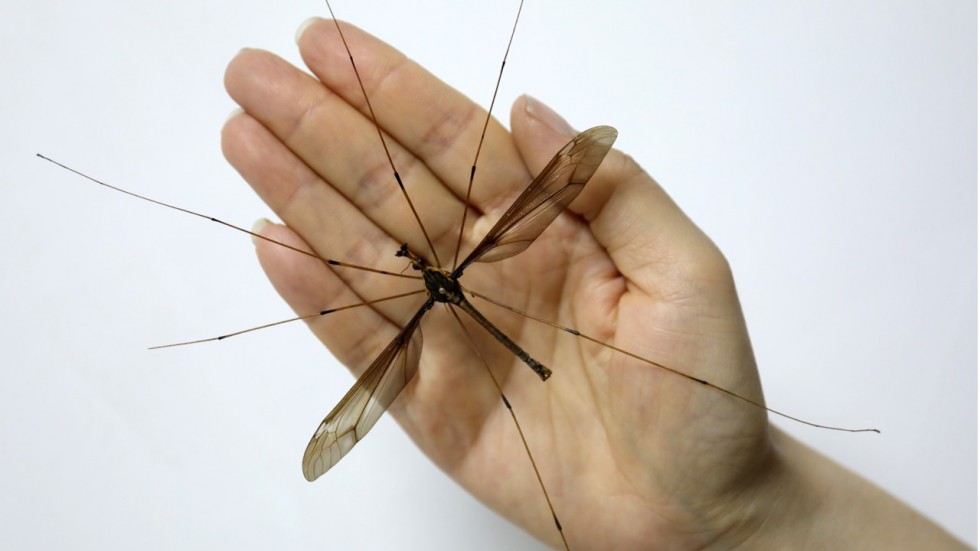 TQ: Tìm thấy con muỗi to nhất thế giới, gấp 10 lần muỗi thường - 1
