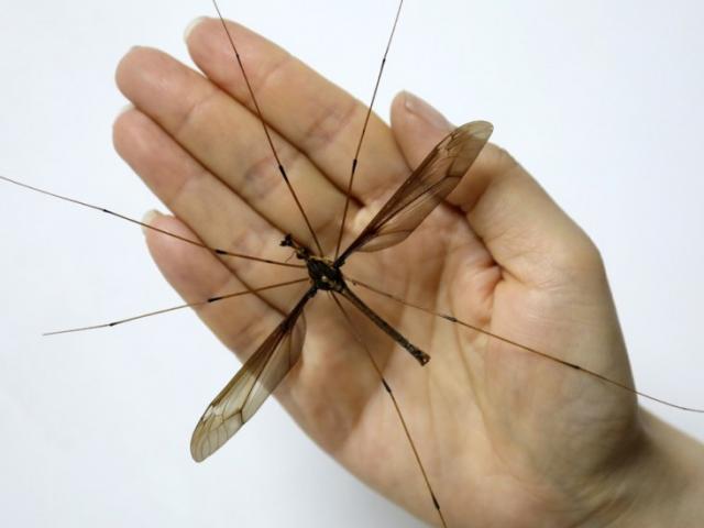 Thế giới - TQ: Tìm thấy con muỗi to nhất thế giới, gấp 10 lần muỗi thường