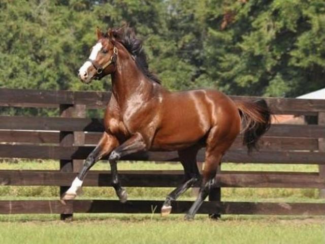 Thể thao - "Xích thố" 365 tỷ VNĐ: Chạy 51km/h, xé gió tạo cuồng phong