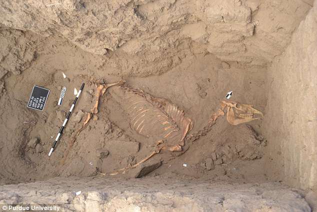 Ngựa hoàng gia Ai Cập vẫn còn lông sau 3.000 năm  - 1