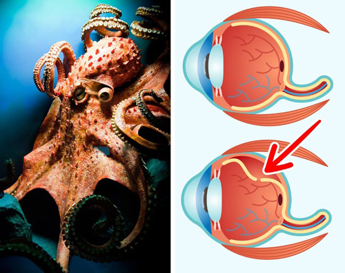 10 khuyết điểm về cấu tạo cơ thể khiến con người gặp vố số rắc rối - 3