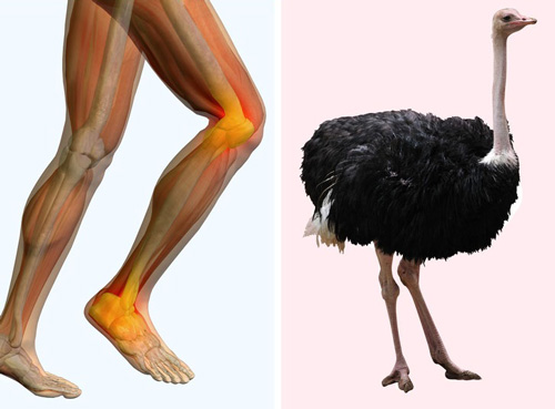 10 khuyết điểm về cấu tạo cơ thể khiến con người gặp vố số rắc rối - 6