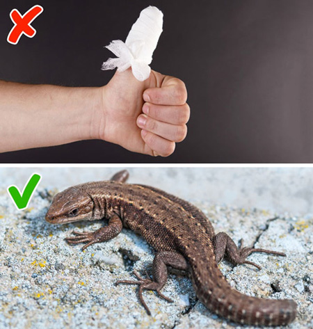 10 khuyết điểm về cấu tạo cơ thể khiến con người gặp vố số rắc rối - 7