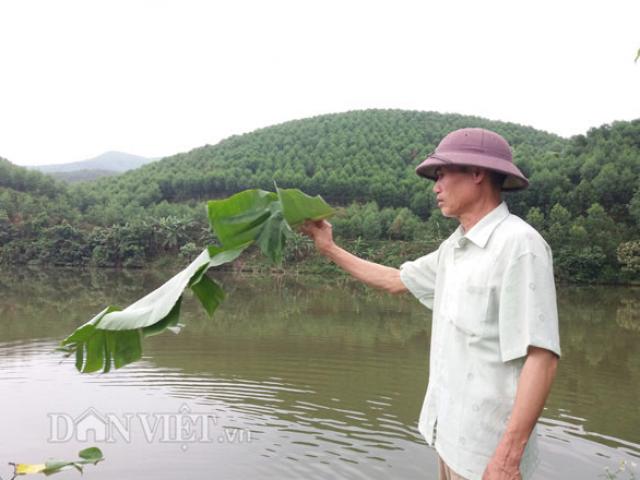 Thị trường - Tiêu dùng - Nuôi cá trên núi phục vụ "cần thủ", dễ dàng bỏ túi trăm triệu/năm