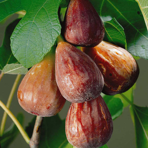 Sung Mỹ khô giá chát 600 nghìn/kg độc lạ thế nào mà gây sốt Thủ đô? - 12