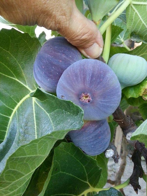 Sung Mỹ khô giá chát 600 nghìn/kg độc lạ thế nào mà gây sốt Thủ đô? - 2