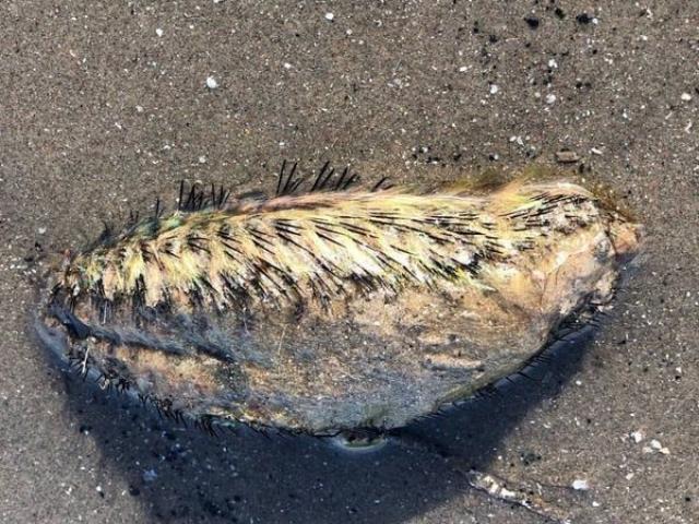 Phi thường - kỳ quặc - “Quát vật thời tiền sử” bí ẩn dạt vào bờ sông Anh