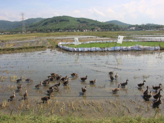 Tin tức trong ngày - Chuyện lạ: Vịt ăn mót trên đồng lúa của dân, xã thu phí tiền triệu