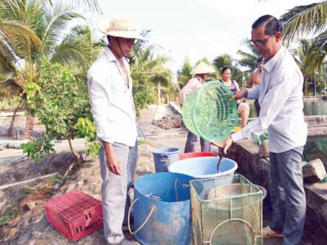 Thị trường - Tiêu dùng - Chuyện làm giàu: Ngôi "vua cá chình" phải đánh đổi bằng 50 cây vàng