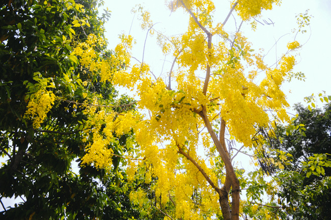 Những ngày tháng 4, nhiều người lưu thông trên các tuyến đường ở TP.HCM không khỏi ngạc nhiên khi thấy hoa Osaka nở rộ, vàng rực cả một góc trời. Nhìn hoa màu vàng chói trong nắng chiều, lòng người lại nao nao khó tả.