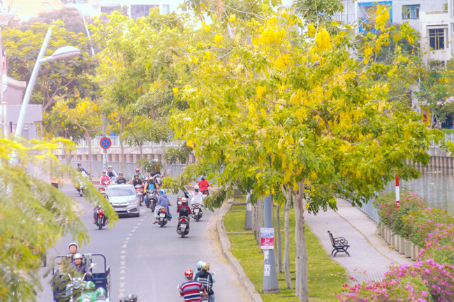 Hoa Osaka khoe sắc trong nắng chiều trên 2 tuyến đường dọc kênh Nhiêu Lộc – Thị Nghè.