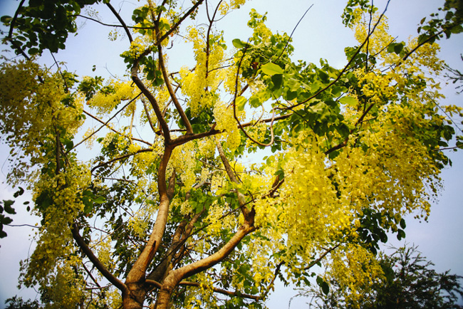 “Tôi sẽ gọi Sài Gòn của tháng tư là thành phố hoa vàng bởi sắc vàng của hoa điệp, của hoa Osaka đang ngập cả phố phường. Những cánh hoa mỏng và nhẹ khi rơi xuống vẫn lặng lẽ bên đường dệt thành những thảm hoa vàng lưu luyến bước chân qua”, chị Trần Thị Hương &#40;quận Tân Phú&#41; chia sẻ.