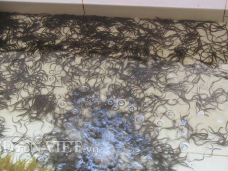 Giám đốc bỏ lương 30 triệu về nuôi lươn, có tiền tỷ - 3