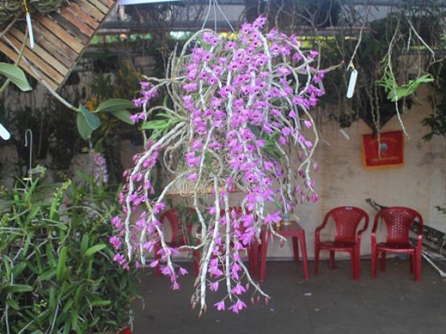 Thị trường - Tiêu dùng - 200 loài lan rừng tiền triệu đua sắc chào mừng 30.4 ở Gia Lai
