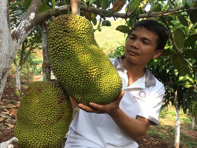 Thị trường - Tiêu dùng - Trồng mít "lạ" trên đất dốc, trước bị kêu ngốc, sau lại được khen