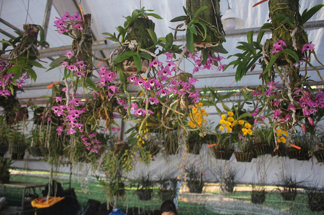 200 loài lan rừng tiền triệu đua sắc chào mừng 30.4 ở Gia Lai - 2