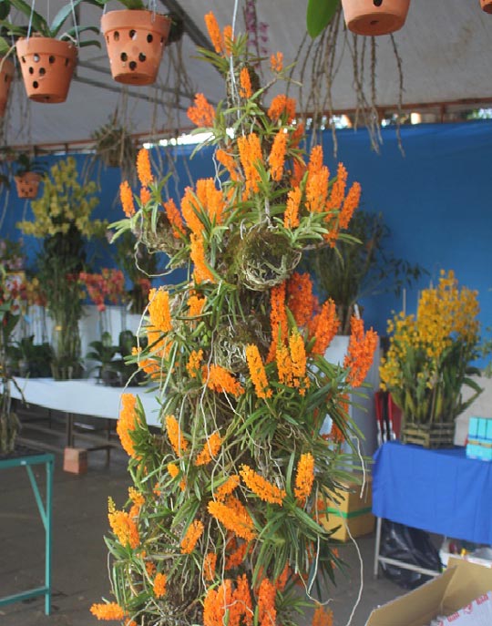 200 loài lan rừng tiền triệu đua sắc chào mừng 30.4 ở Gia Lai - 4