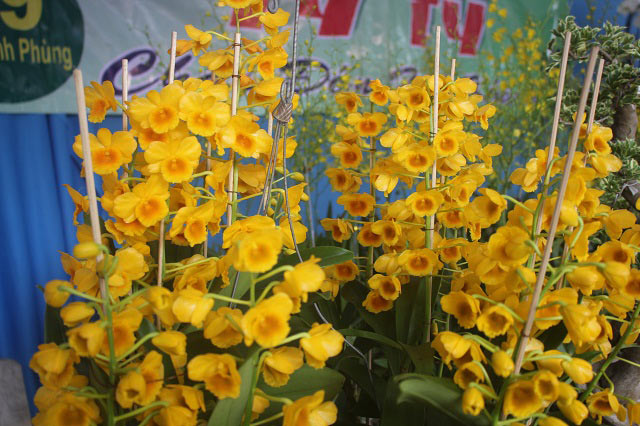 200 loài lan rừng tiền triệu đua sắc chào mừng 30.4 ở Gia Lai - 5