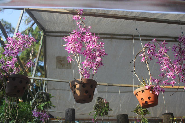 200 loài lan rừng tiền triệu đua sắc chào mừng 30.4 ở Gia Lai - 6