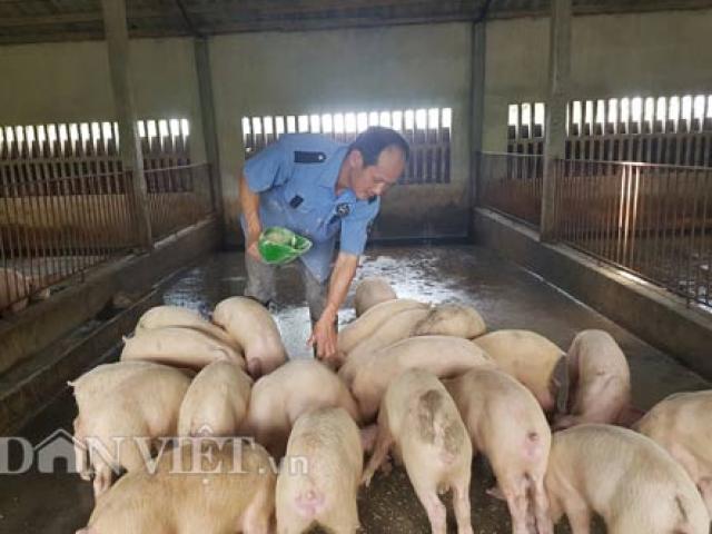 Thị trường - Tiêu dùng - Kiếm tiền tỷ nhờ nuôi lợn bằng thảo dược