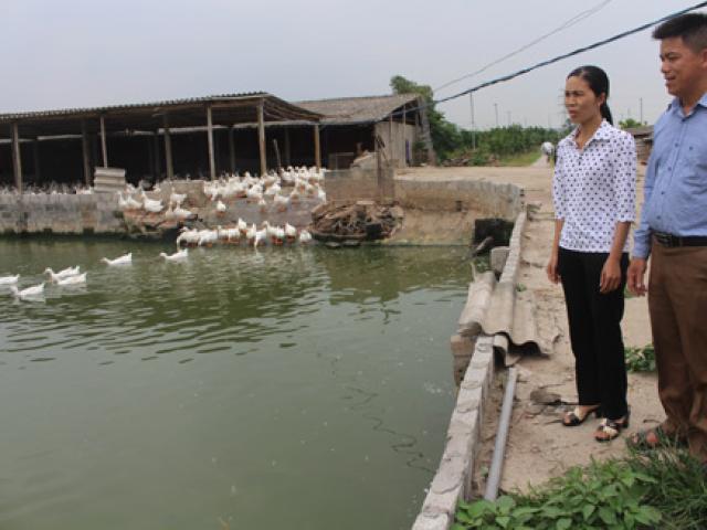 Thị trường - Tiêu dùng - Lãi 3 triệu đồng/ngày nhờ nuôi vịt quy mô lớn và bài bản