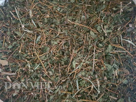 Kiếm tiền tỷ nhờ nuôi lợn bằng thảo dược - 2
